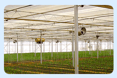 成熟妇人A片免费看网站