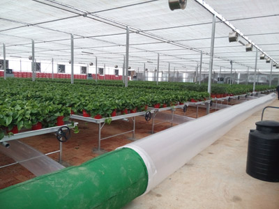 成熟妇人A片免费看网站