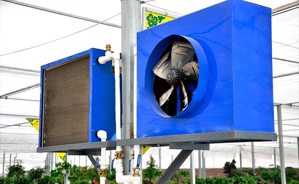 成熟妇人A片免费看网站