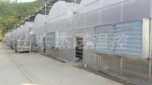 成熟妇人A片免费看网站