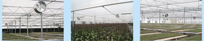 成熟妇人A片免费看网站