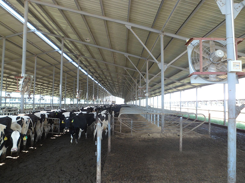 成熟妇人A片免费看网站