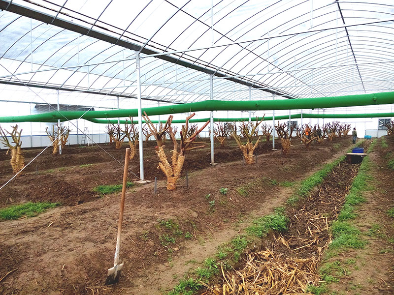 杰诺燃煤热风机