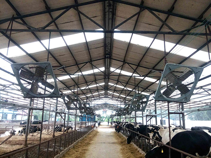 杰诺牛舍风机