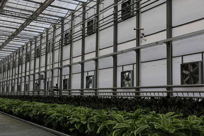 成熟妇人A片免费看网站