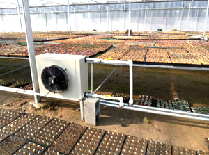 成熟妇人A片免费看网站