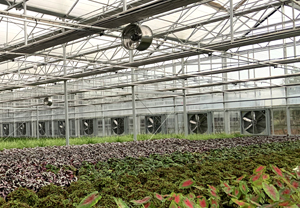 杰诺负压风机循环风机